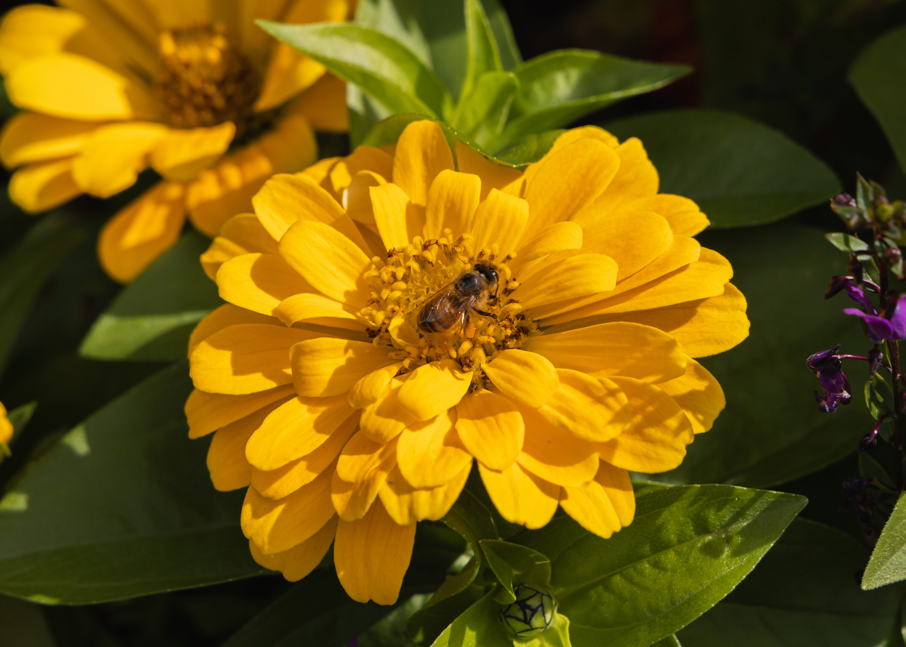 Bee on Flower