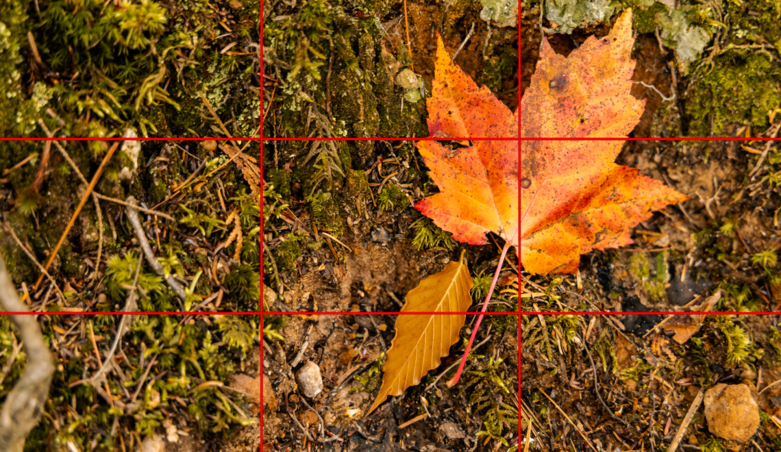 The Rule of Thirds in Photography: Perfecting Your Composition